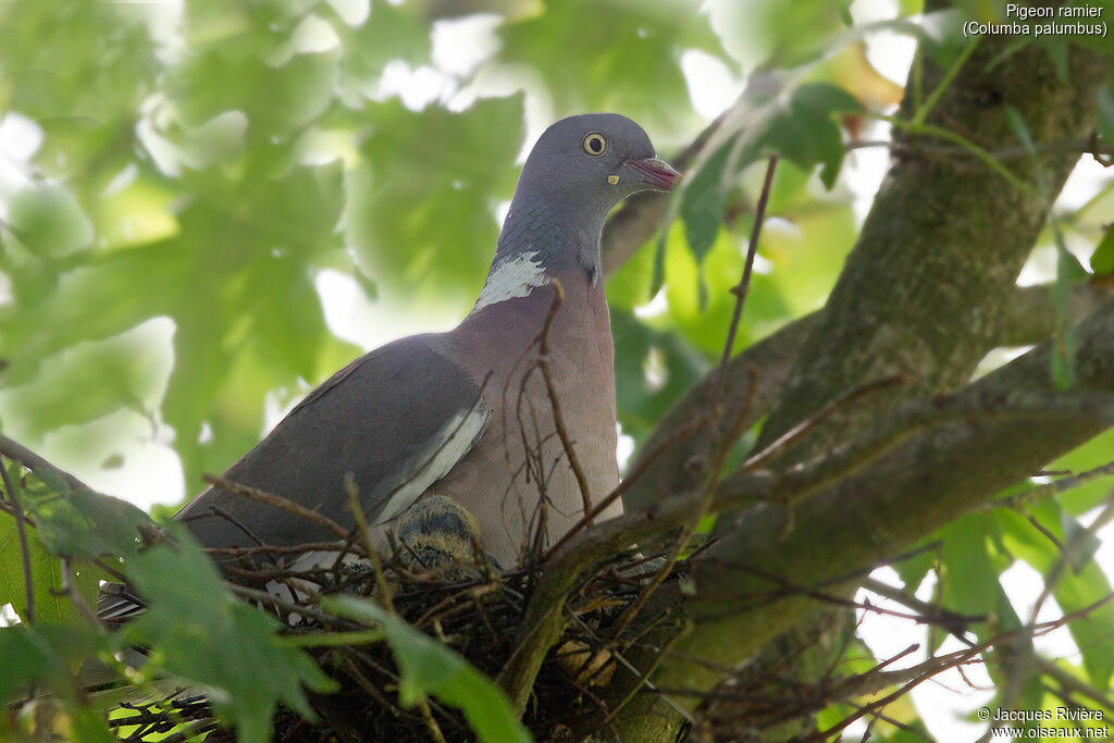 Common Wood Pigeonadult breeding, identification, Reproduction-nesting