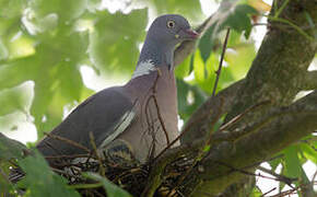 Common Wood Pigeon