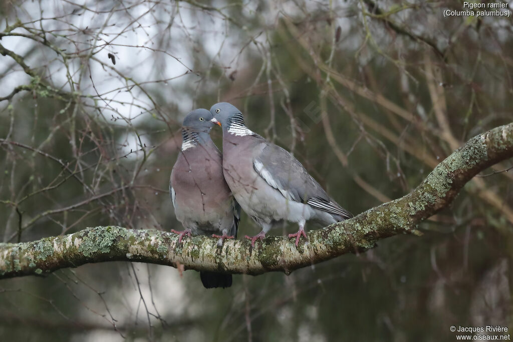 Common Wood Pigeonadult breeding, courting display