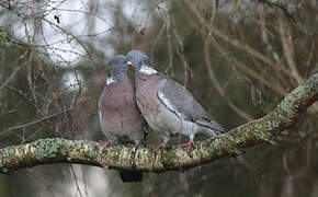 Common Wood Pigeon