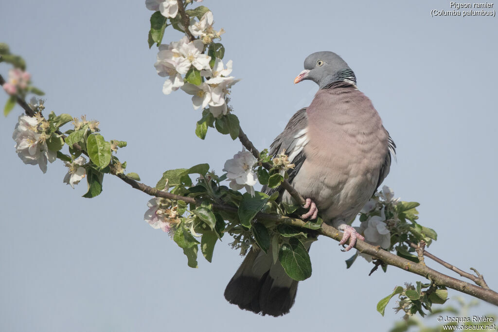 Pigeon ramieradulte, identification