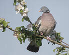 Pigeon ramier