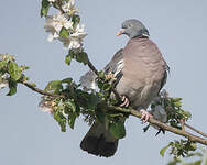 Pigeon ramier