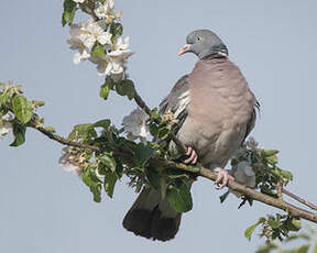 Pigeon ramier