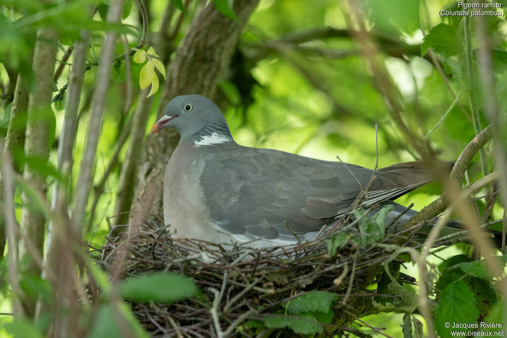 Common Wood Pigeonadult breeding, Reproduction-nesting