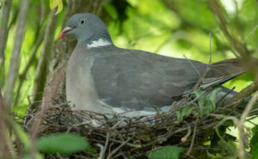 Pigeon ramier