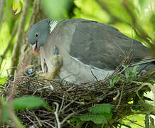 Common Wood Pigeon