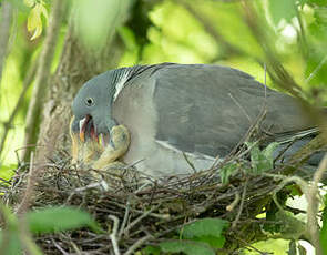 Pigeon ramier