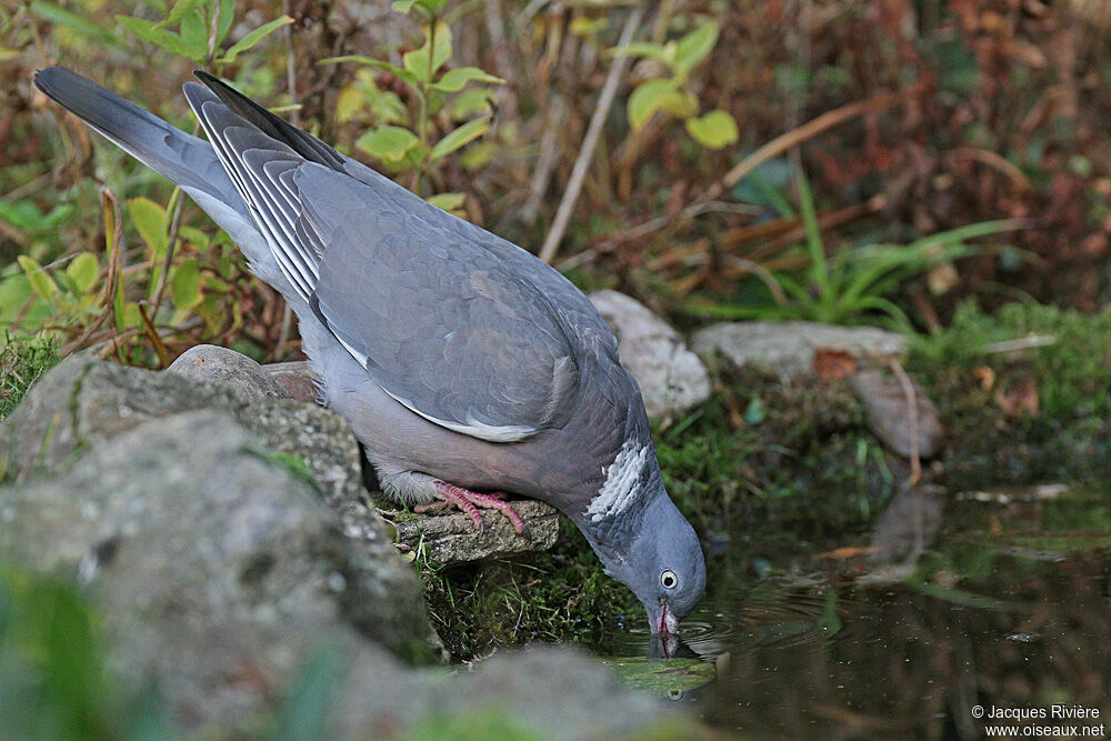 Common Wood Pigeonadult breeding