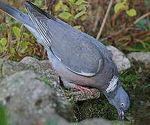 Common Wood Pigeon