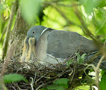 Common Wood Pigeon