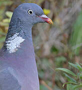 Common Wood Pigeon