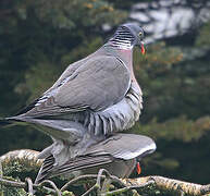 Common Wood Pigeon