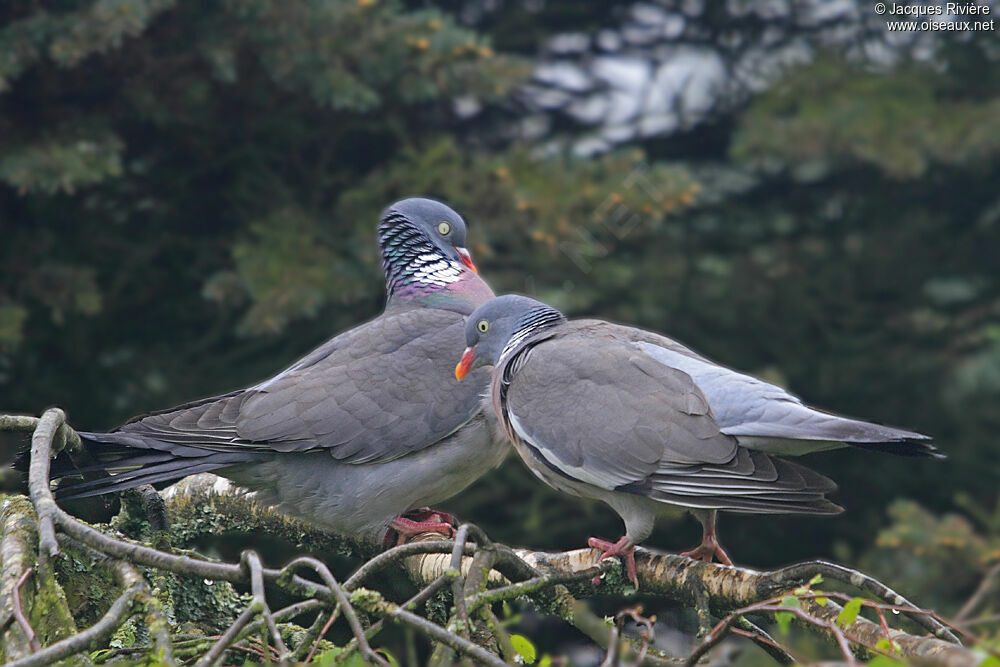 Common Wood Pigeon 