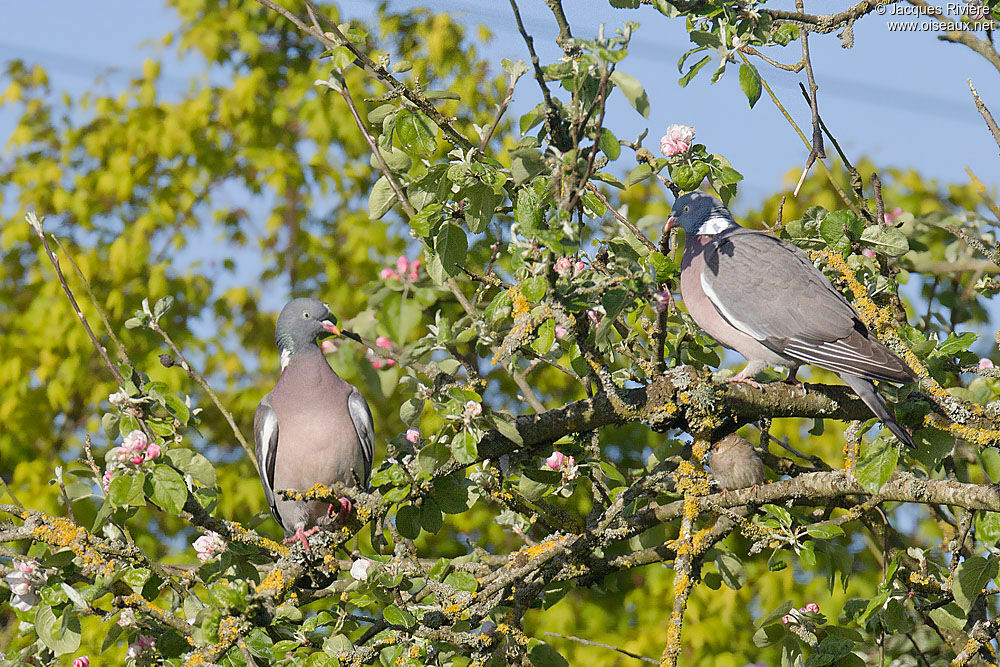 Common Wood Pigeon 