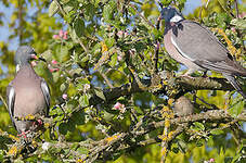 Pigeon ramier