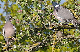 Common Wood Pigeon