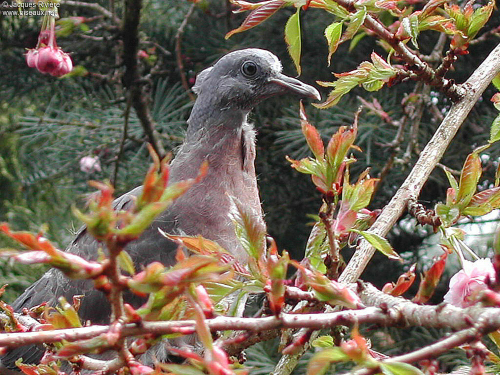 Pigeon ramierjuvénile