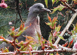 Common Wood Pigeon