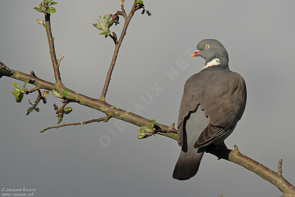 Common Wood Pigeonadult breeding