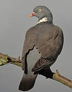 Common Wood Pigeon