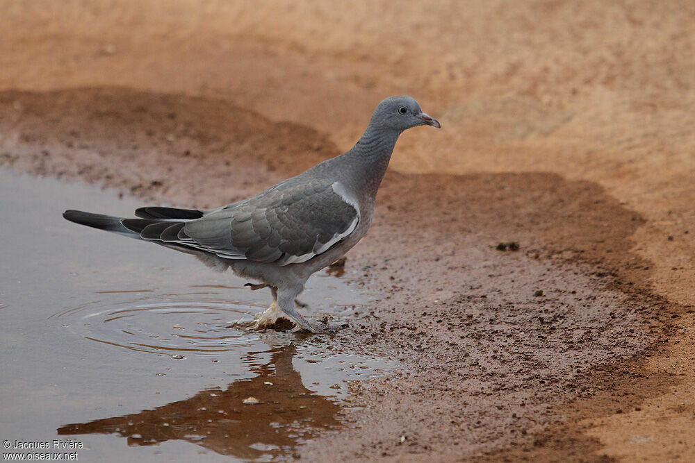 Pigeon ramierimmature