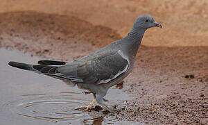 Common Wood Pigeon