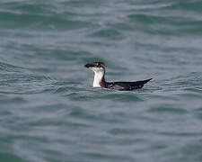 Razorbill