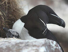 Razorbill