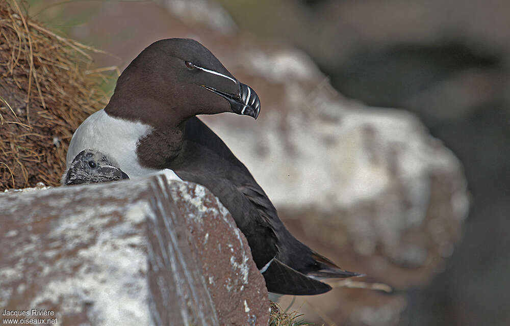 Razorbill, Reproduction-nesting