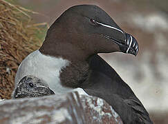 Razorbill