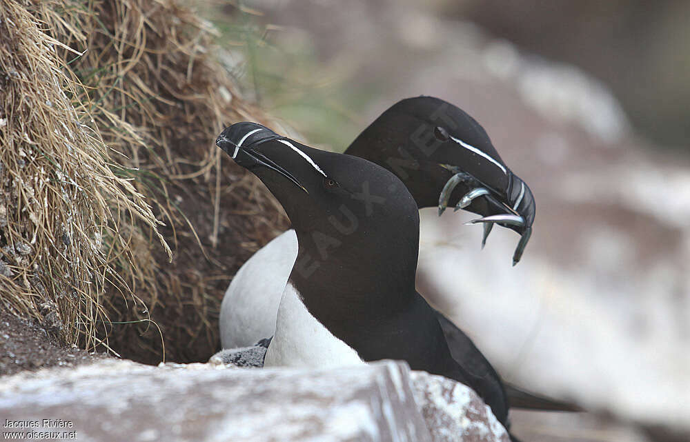 Razorbill, feeding habits, Reproduction-nesting