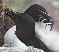 Razorbill