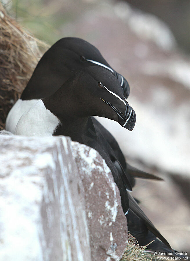 Razorbill adult breeding, Reproduction-nesting