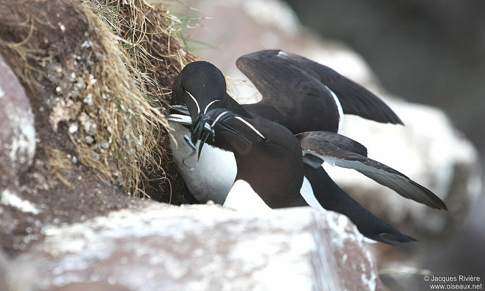 Razorbill adult breeding, Reproduction-nesting