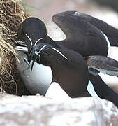 Pingouin torda
