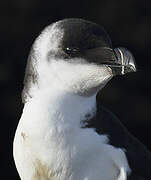 Razorbill