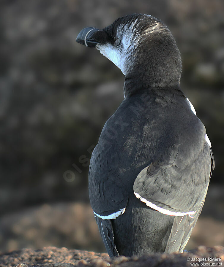 Pingouin tordaadulte internuptial