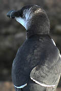 Razorbill