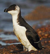 Razorbill