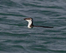 Razorbill