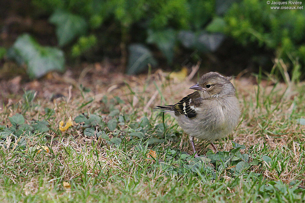 Common Chaffinchjuvenile