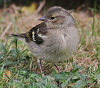 Common Chaffinch