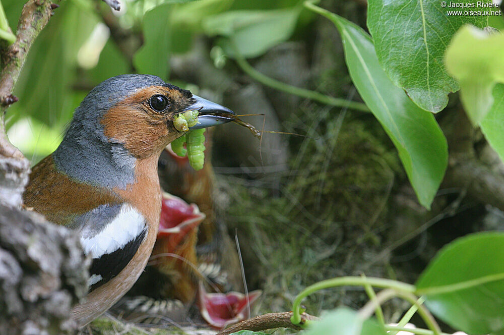 Eurasian Chaffinch male adult breeding