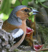 Common Chaffinch