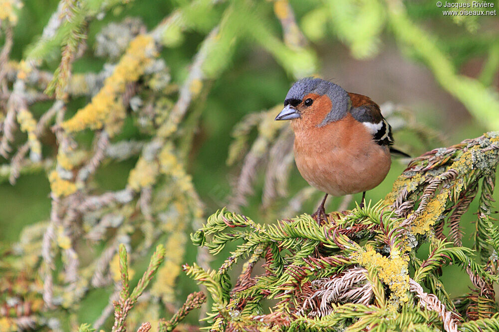 Common Chaffinch male adult breeding