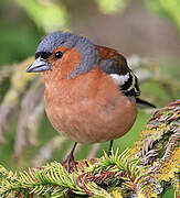 Eurasian Chaffinch