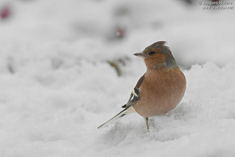 Common Chaffinch male adult post breeding