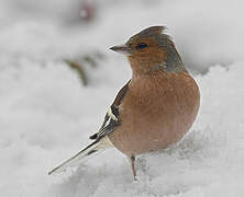 Eurasian Chaffinch