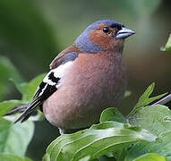 Common Chaffinch